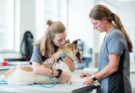 How a Veterinary Technology Program Prepares You for Success in the Veterinary Field